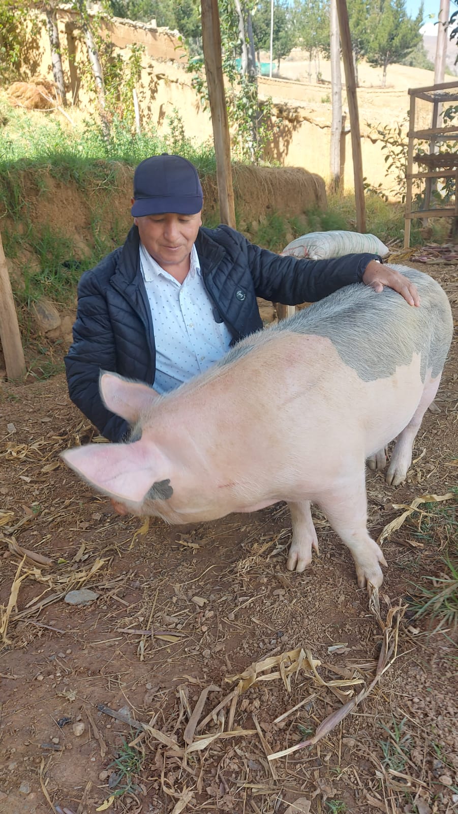 Reproductora de cerdos