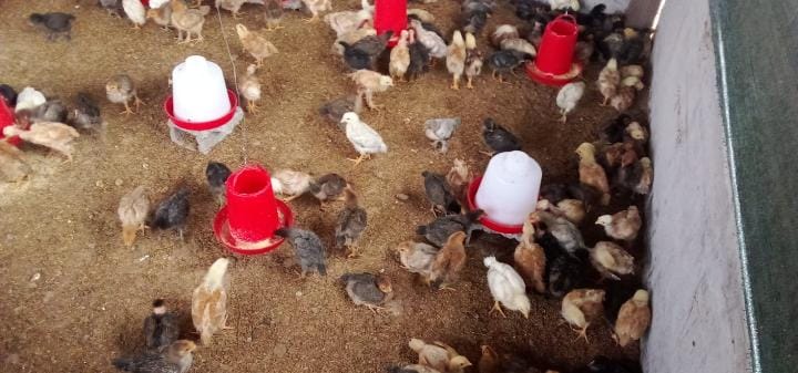 Producción de pollos