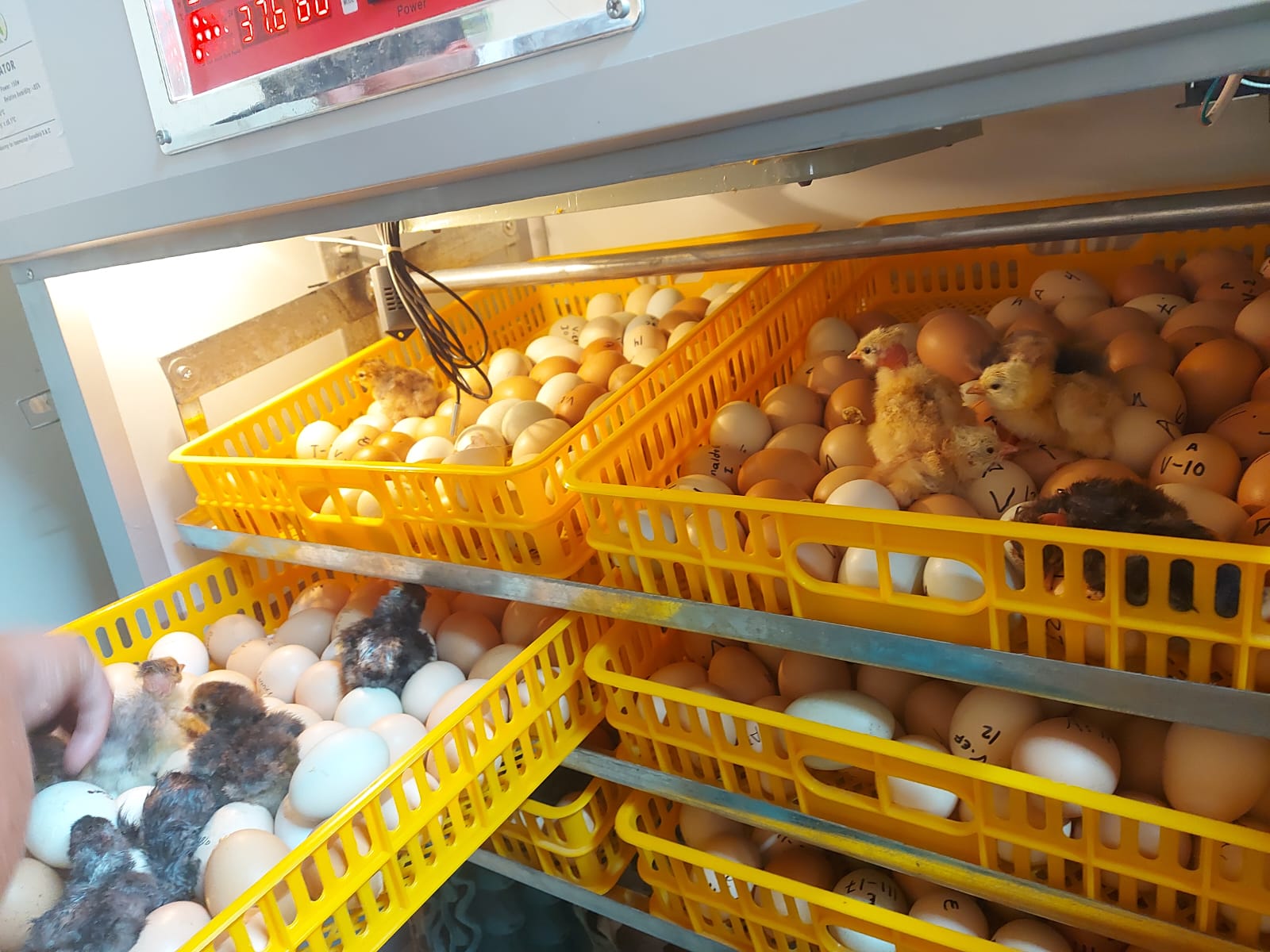 Incubadora, Producción de Huevos